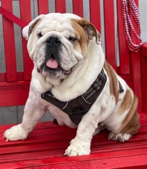  We believe a full personality along with a little stubbornness is the true North star of the bulldog breed and is what makes them unique among other breeds