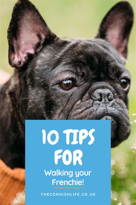  We believe that if you follow these 4 simple tips of training your Frenchie you can lead a healthy and positive relationship with your pooch