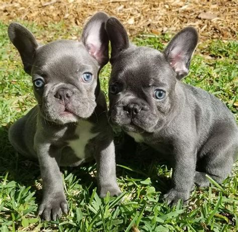 We believe that the secret of having socialized and healthy Frenchie puppies is spending time with them all day long and letting them run and play in the backyard