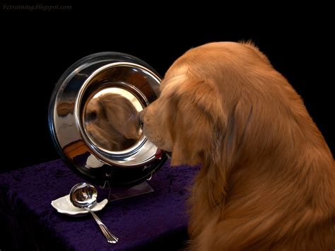  We believe that your dog is a reflection of yourself