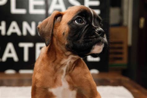  We breed European Boxers for the love of the breed and to share that love with others who seek to be a part of a Boxers life