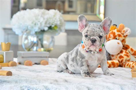  We breed and raise family-friendly, healthy French Bulldogs