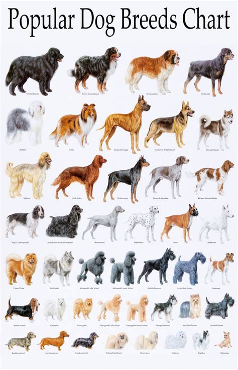  We breed for the all around dog that has a great disposition, good conformation, and is healthy