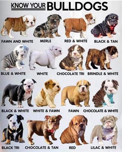  We breed standard and coloured bulldogs