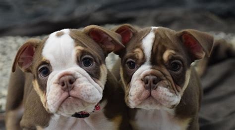  We breed standard colored and even some very rare colored bulldogs