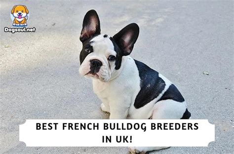  We came up with this formula after speaking to many breeders and French Bulldog vets and experts