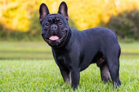  We carefully screen our clients and help them promote healthy French Bulldog puppies to improve the breed