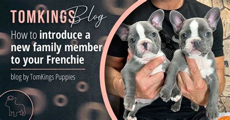 We consult with a panel of experts and experienced puppy parents within the TomKings Frenchie Family, and we are proud to recommend the B