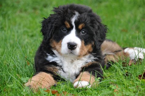  We decided to put our understanding of genetics to work and combine quality, loving, gentle Bernese Mountain dogs with smart, affectionate poodles to produce Bernedoodles here at New England Bernedoodles