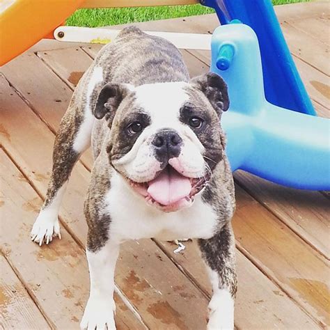  We decided to work with Erica at Bruiser Bulldogs because we liked their focus on improving the breeds breathing abilities and the fact that the puppies are raised within her family environment before coming home with their new owners