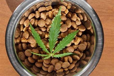  We do know that CBD appears to be as safe for cats as it is for dogs