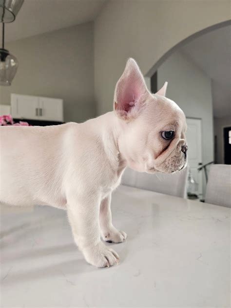  We do not affiliate with any other individual or entity and Blue Mountain French Bulldogs is owned and operated by Jennifer Kvande