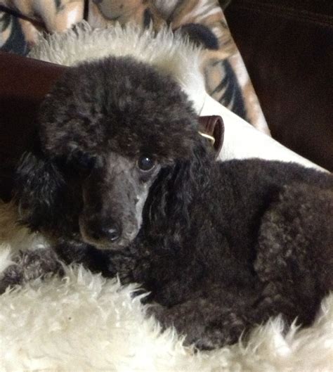  We do not allow California breeders, adoption centers, rescues or shelters to list Toy Poodles for free in California
