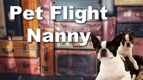  We do not ship puppies but can recommend a flight nanny