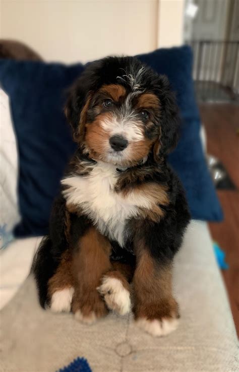  We even have a FB page just for families that have brought home their new Premier Bernedoodle so that they can network and exchange information and ideas with others in our Premier family this one is closed to just our customers