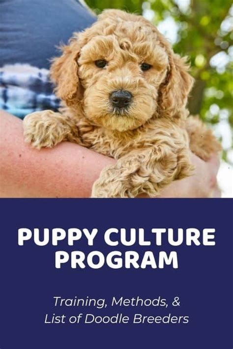  We follow a unique, puppy rearing and development program catered to each puppy