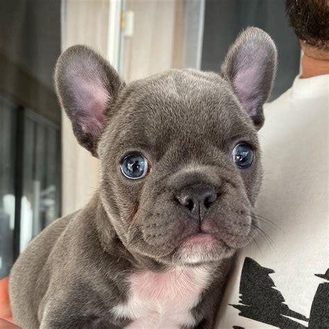  We get our French Bulldogs from some of the finest breeders in the country and they are a top-selling breed