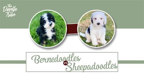  We got our Bernedoodle from The Doodle Tribe