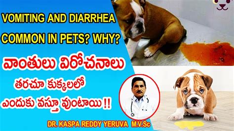  We had Parvo in dogs that caused little issues so this new diarrhea Parvo was named Parvo 2, affecting only dogs