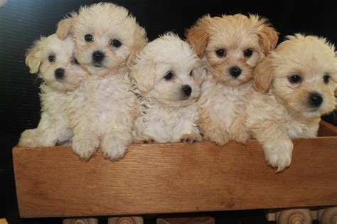  We hand deliver these precious puppies from our door to yours and with our own employees! The Furnished puppies are non-shedding while the Unfurnished Bernedoodles may be low shedding