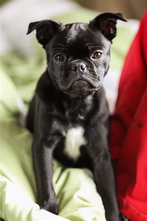  We have 2 adorable black frenchie pug puppies ready for their homes