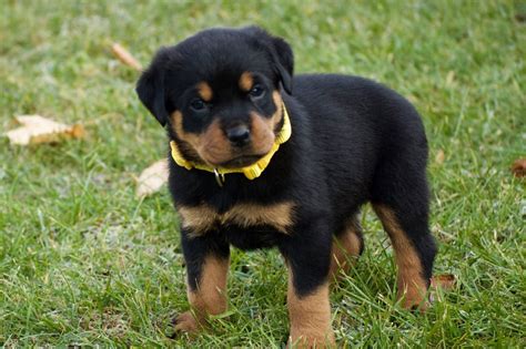  We have 5 rottweiler pups still available