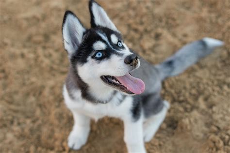  We have 5x georgeous Siberian husky puppies looking for their forever home
