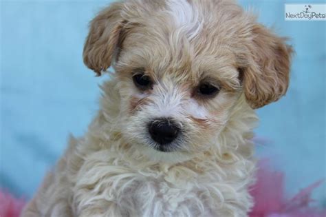  We have 6 Maltipoo boys looking for a great home