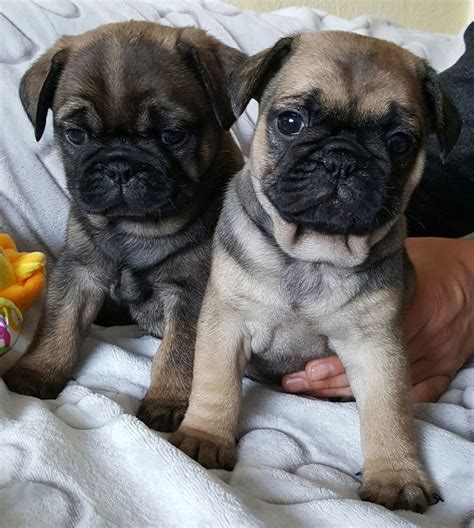  We have 6 adorable fawn pug puppies for sale