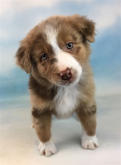  We have 7 gorgeous Australian shepherd puppies for sale! Our Miniature Australian Shepherds came to us thru a friend and