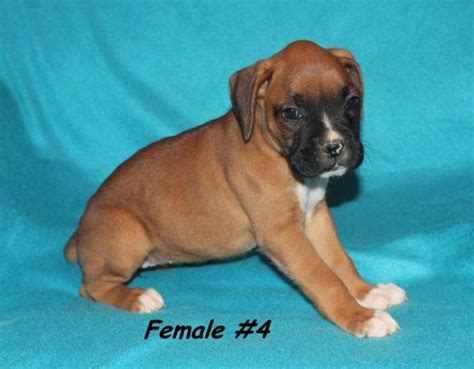  We have CKC Boxer puppies for sale