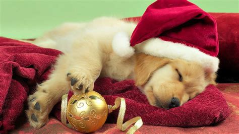  We have Christmas puppies available! Reserve now! Email: happywags4u yahoo