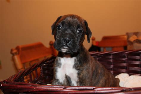  We have a beautiful litter of boxer puppies born Sept 18th Our puppies are very special to us so we are looking for a loving an responsible family for our puppies
