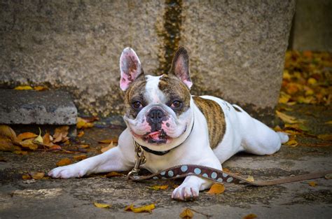  We have a deep love and commitment to the French Bulldog breed and we work to promote and protect the health and well-being of the breed as a whole