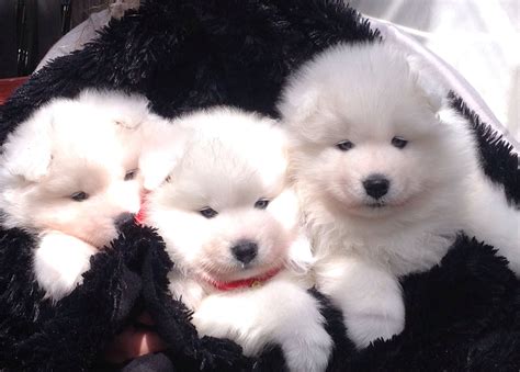  We have a litter of four adorable, purebred, Samoyed puppies
