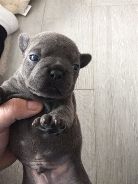  We have a stunning litter of 4 French bulldog puppies1 girl and 3 boysThey a