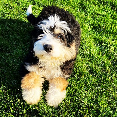  We have also partnered up with several other reputable breeders that raise mini bernedoodle pups that meet our very strict criteria and genetic testing