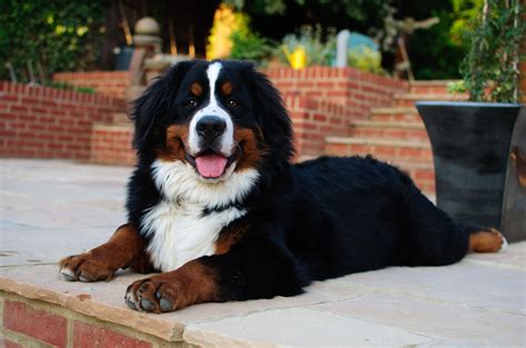  We have always loved Bernese Mountain Dogs