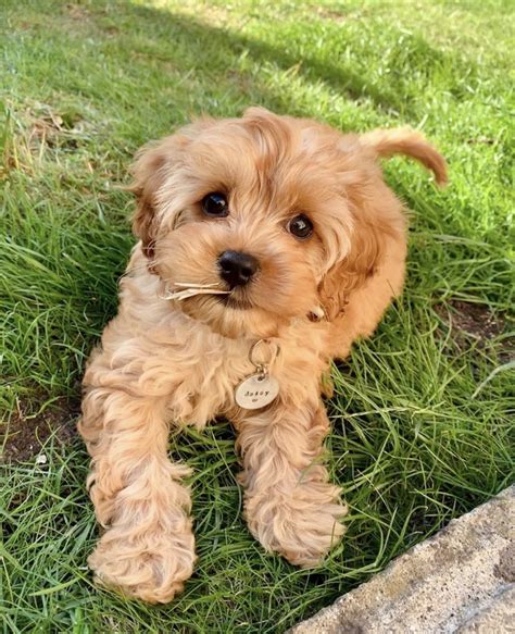  We have available Cavapoo puppies! They are ready to go home anytime! Their weight full grown will be approximately 20 pounds