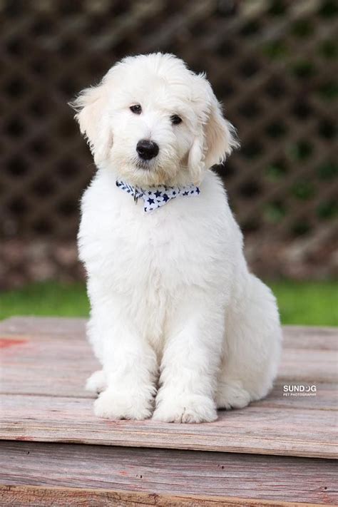  We have been breeding English Goldendoodles for many years now and we know the combinations of parents that work well to produce stunning puppies