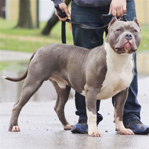  We have been breeding the XL American Bully since 