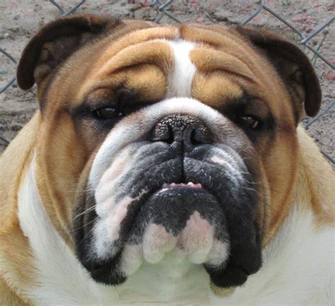  We have been selective when searching for Bulldogs Bred from reputable breeders who also focus on the betterment of the breed; both males and our females have some of the top bloodlines from around the world
