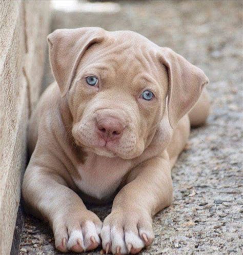  We have blue nose pitbull puppies, red nose pitbull puppies, and American bully puppies in different coat colors