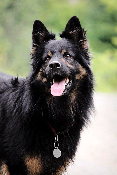  We have carefully selected world class German Shepherds with proven superior genetics