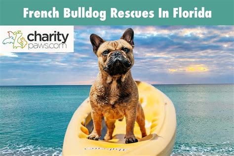  We have curated a list of the best french bulldog rescues in Florida