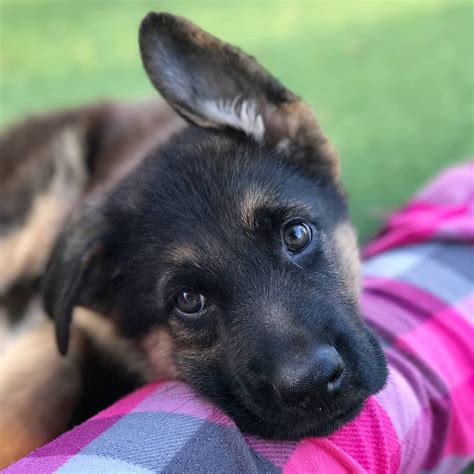  We have deposits on the books for puppies to be born, so call German Shepherd Man if you want to reserve a baby for your home