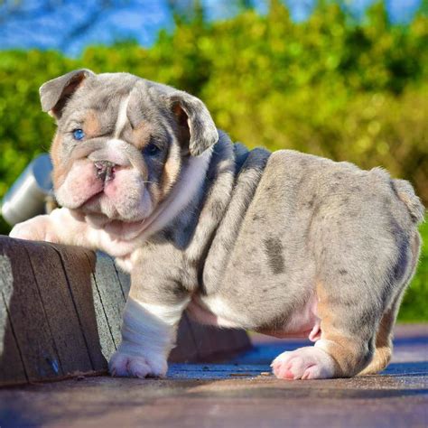  We have five English Bulldog Puppies for sale