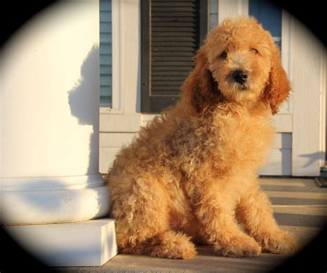  We have found the Moyen Poodle to be a wonderful dog for our family