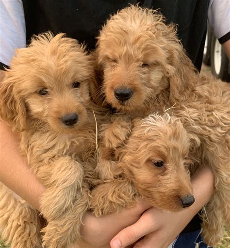  We have goldendoodle puppies for sale throughout the year