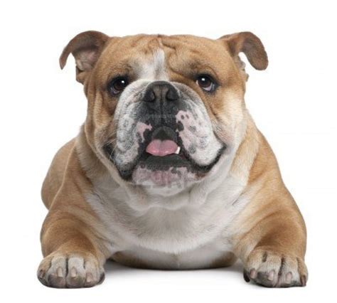 We have gotten feedback from puppy buyers over the years and have had many healthy Bulldogs